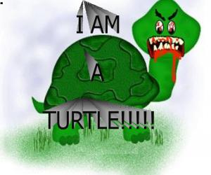 turtle.jpg