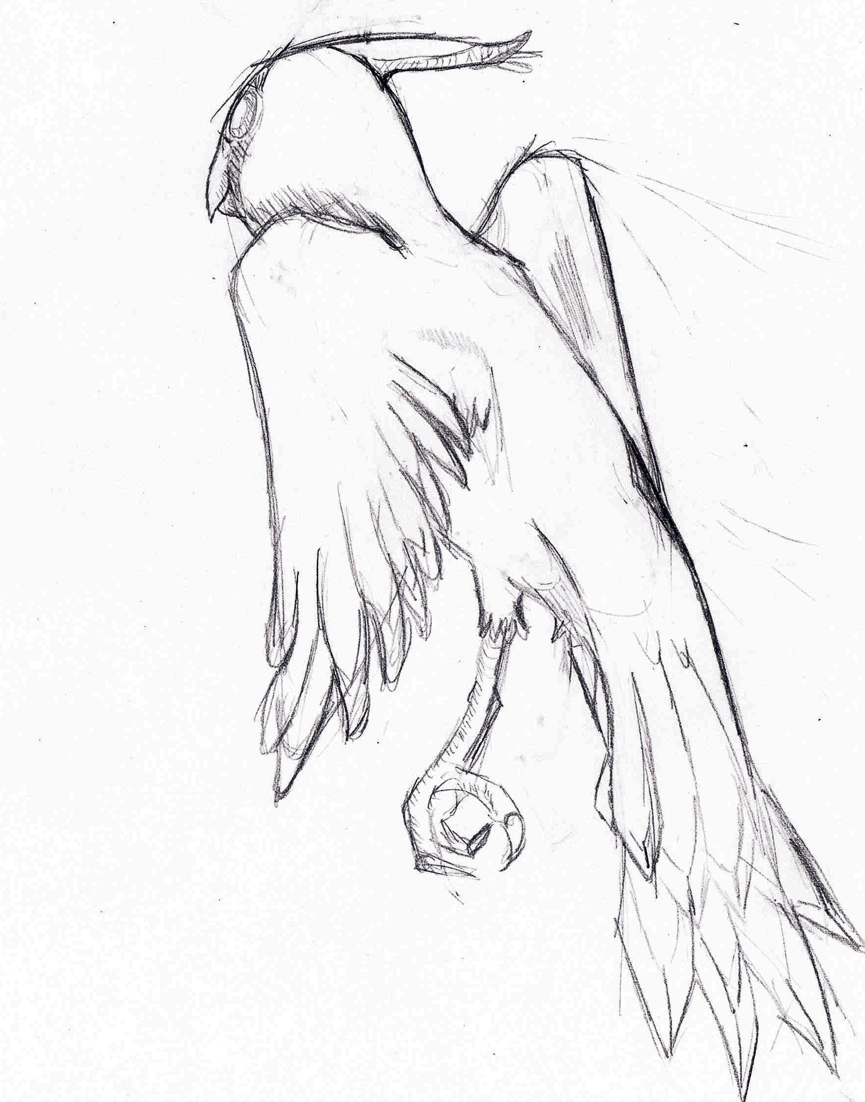 vogel.jpg
