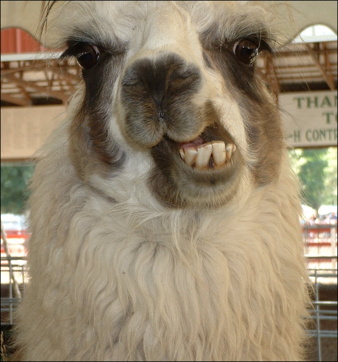 llama.jpg