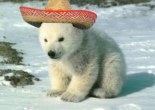 spanishpolarbear.jpg