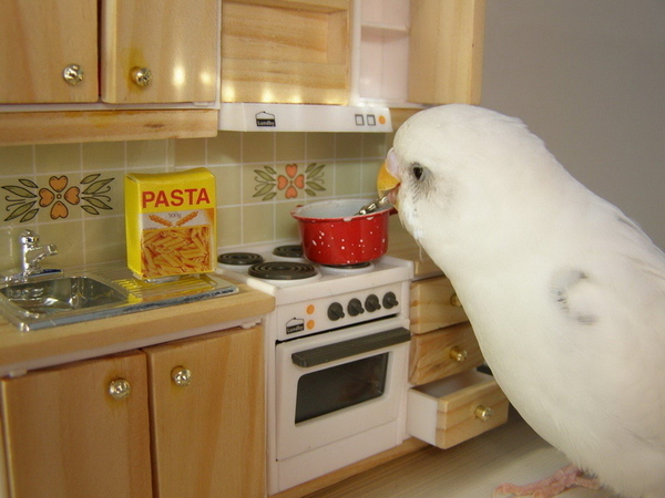 japanese-bird-cooking-spaghetti-32641-1239395137-3.jpg