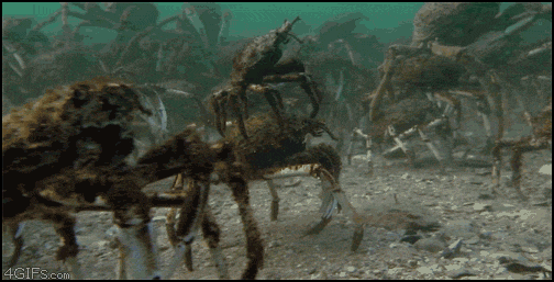 Crabs_riding_crabs.gif