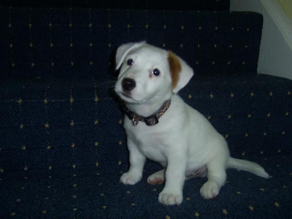 puppy.jpg