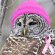 owlhatribbon.jpg