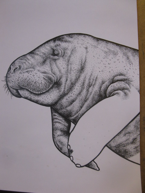 Manatee stippling.jpg