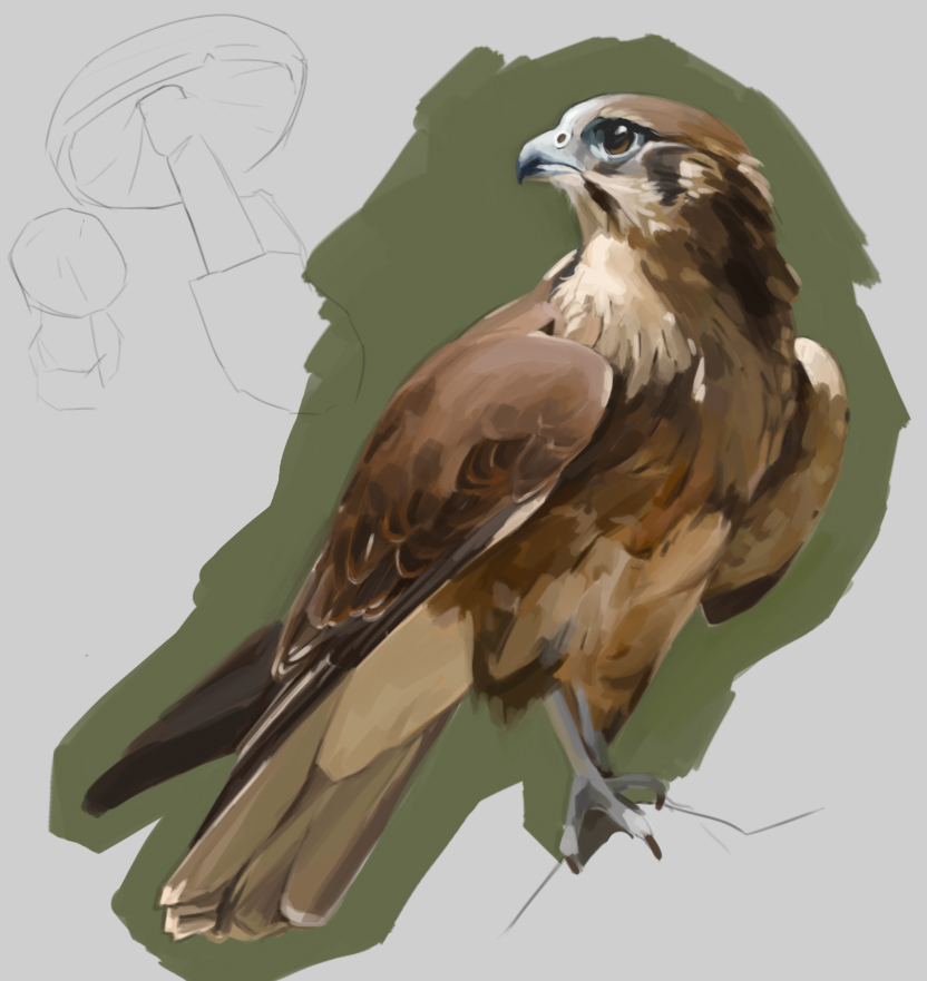 falcon.jpg