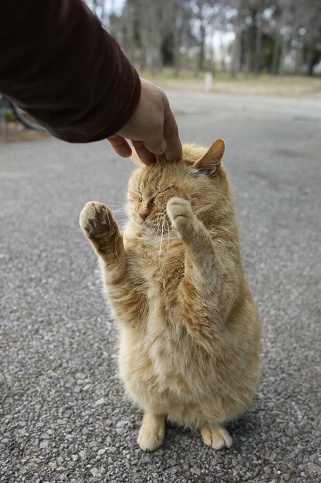 kitteh.jpg