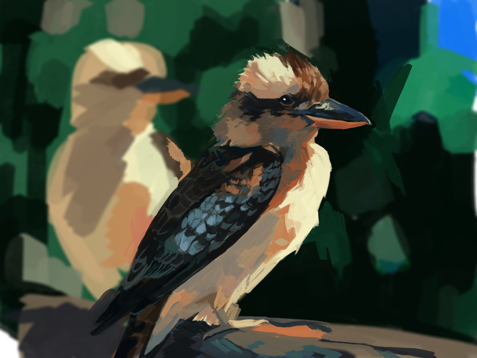 kookaburralaugh.png
