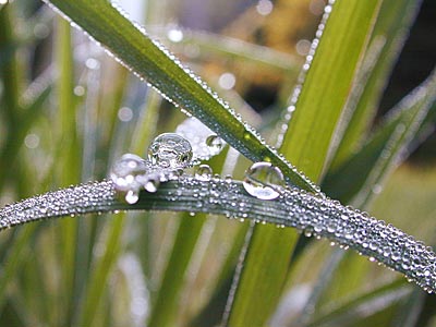 grass-dew.jpg