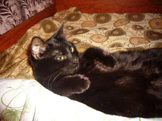 catzor.JPG