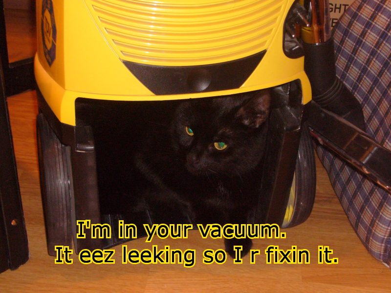 vacuum_cat.jpg