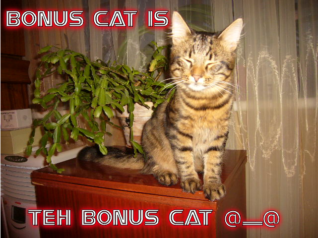 bonuscat.png