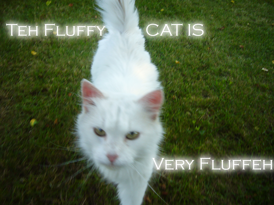 fluffeh.png