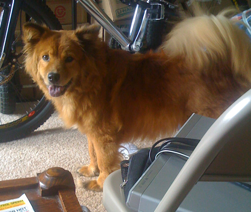 sadie.jpg