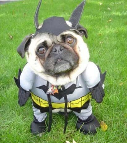 batdog-funny.jpg