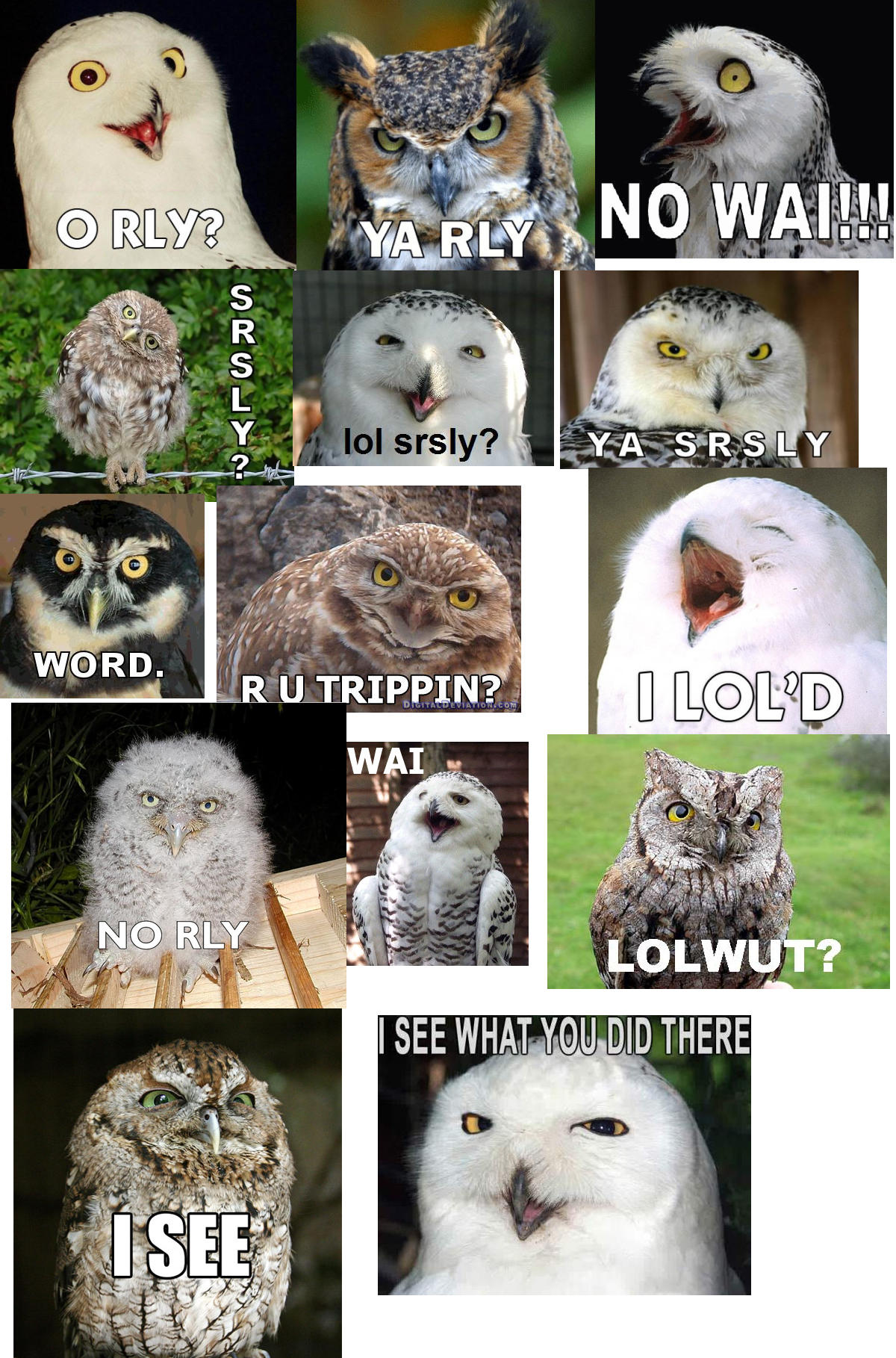 OWLS!2.jpg