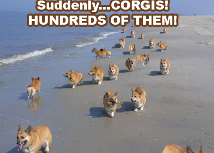 suddenlycorgis.jpeg