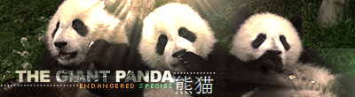 The-Giant-Panda.png