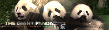 The-Giant-Panda.png