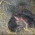 livestock-pics-7.jpeg