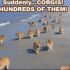 suddenlycorgis.jpeg