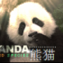 The-Giant-Panda.png