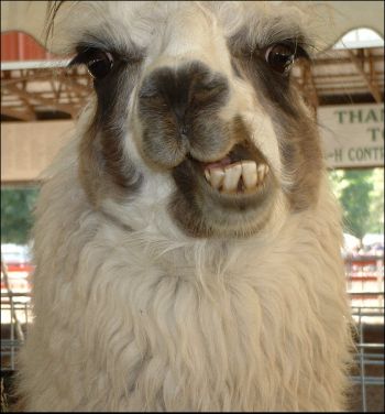 llama.jpg