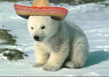 spanishpolarbear.jpg