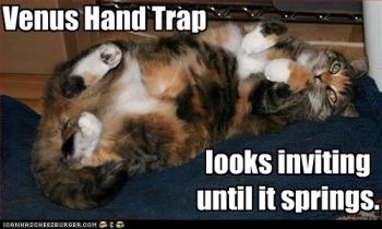 funny-pictures-cat-is-a-trap.jpg
