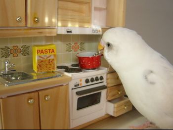 japanese-bird-cooking-spaghetti-32641-1239395137-3.jpg