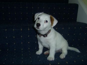 puppy.jpg