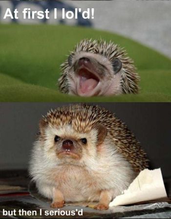 hedgehogepicwin.jpg