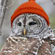 superb_owlorange.jpg