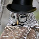owlstately.jpg