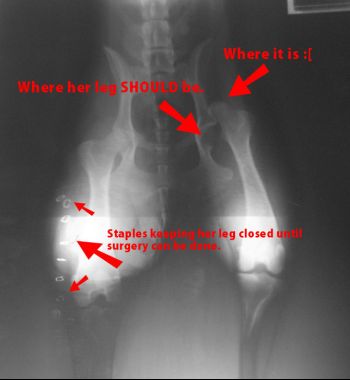 Daisy's X-Ray.jpg