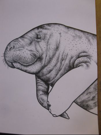 Manatee stippling.jpg