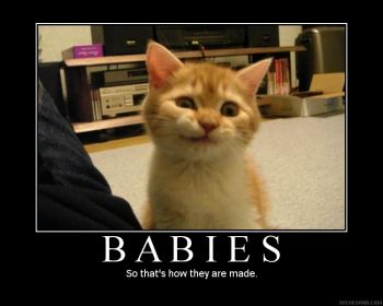 cat.JPG