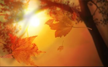 3D_Autumn_Leaves.jpg