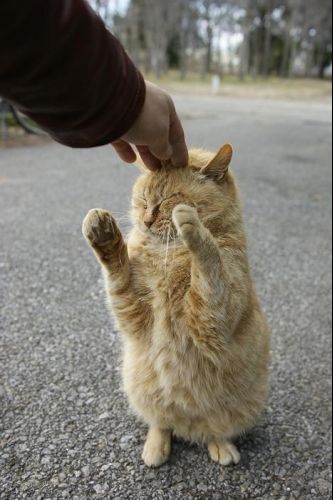 kitteh.jpg