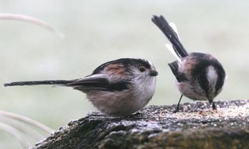 nakedtits.jpg