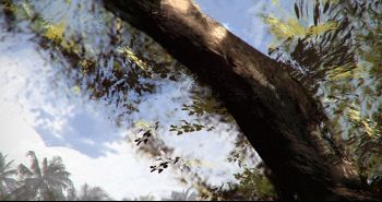 tree branch.jpg