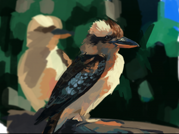 kookaburralaugh.png