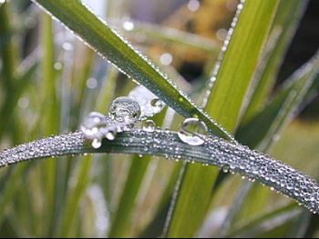 grass-dew.jpg