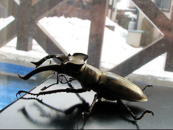 beetle.jpg
