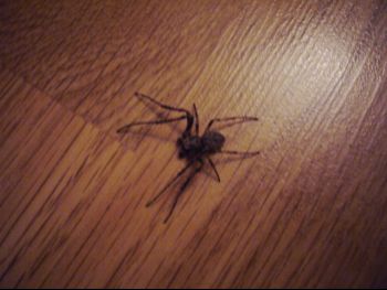 unnamed_spider.jpg