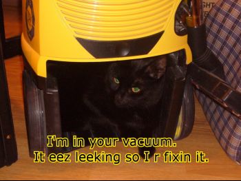 vacuum_cat.jpg