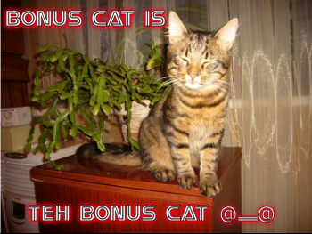 bonuscat.png