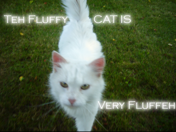 fluffeh.png
