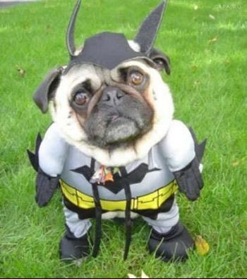 batdog-funny.jpg