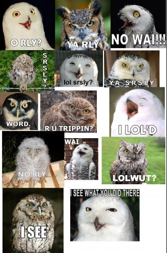 OWLS!2.jpg